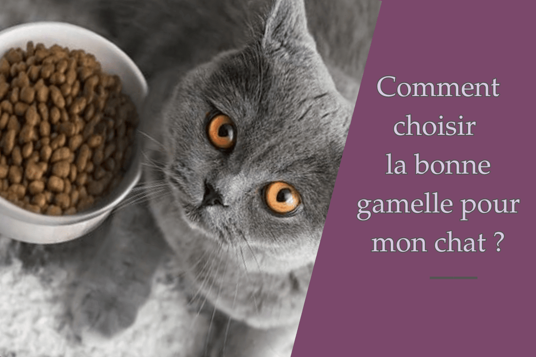 Comment choisir la bonne gamelle pour chat ? - Ambiance chat