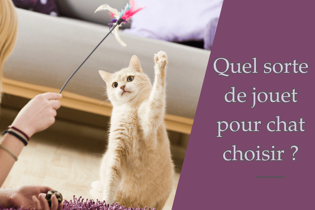 Quel jouet pour chat choisir ? - Ambiance chat