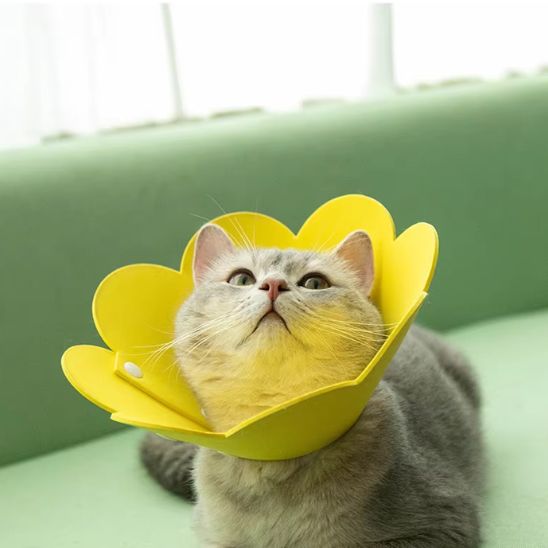 Collerette Chat | Scolly™ - Ambiance chat