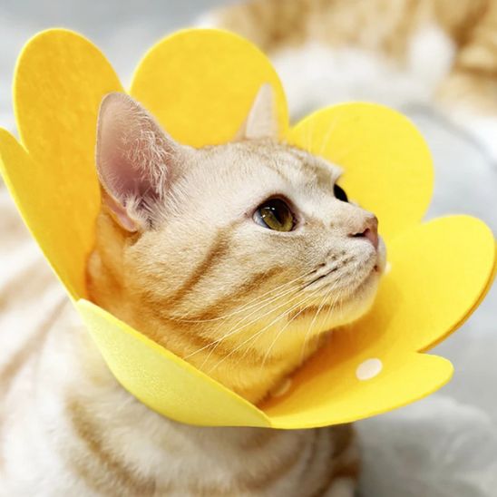 Collerette Chat | Scolly™ - Ambiance chat