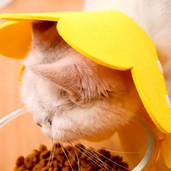 Collerette Chat | Scolly™ - Ambiance chat