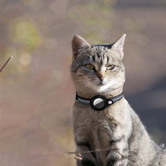 Collier gps Chat | Locaty™ - Ambiance chat