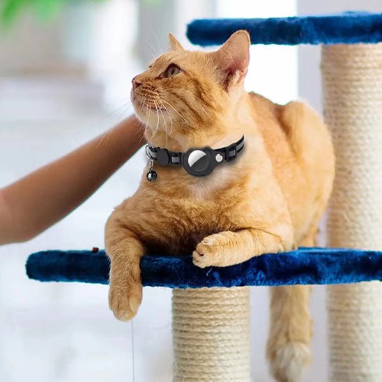 Collier gps Chat | Locaty™ - Ambiance chat