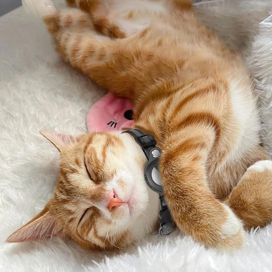 Collier gps Chat | Locaty™ - Ambiance chat