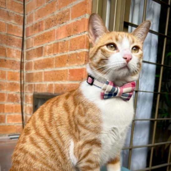 Collier Pour Chat | Loopy™ - Ambiance chat