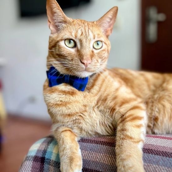 Collier Pour Chat | Loopy™ - Ambiance chat