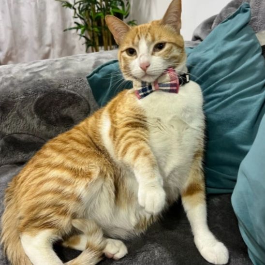 Collier Pour Chat | Loopy™ - Ambiance chat