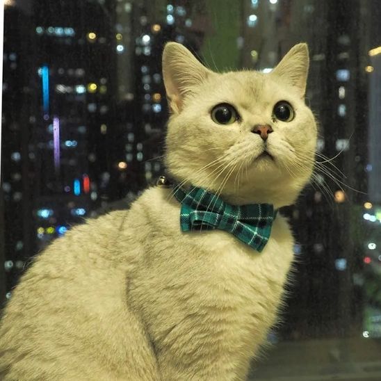 Collier Pour Chat | Loopy™ - Ambiance chat