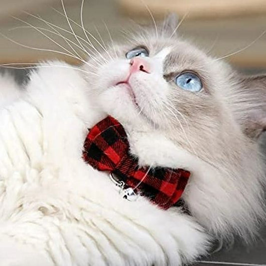 Collier Pour Chat | Loopy⹠- Ambiance chat