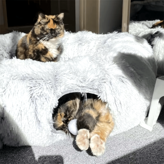 Coussin pour chat | Dodlyâą - Ambiance chat
