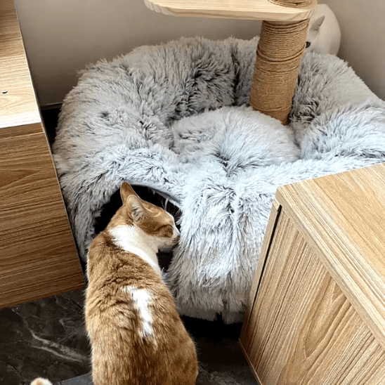 Coussin pour chat | Dodlyâą - Ambiance chat