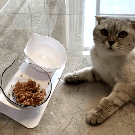 Gamelle chat | LuxuryStandâą - Ambiance chat
