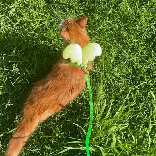 Harnais Chat | Angy™ - Ambiance chat