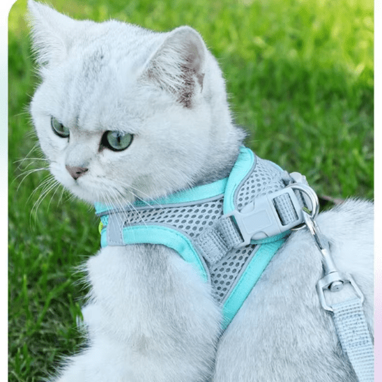 Harnais chat | Fillow™ - Ambiance chat