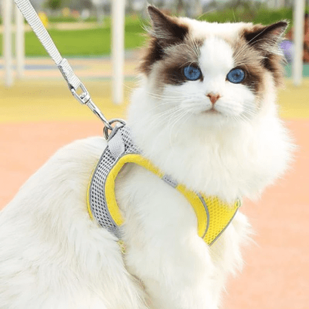 Harnais chat | Fillow™ - Ambiance chat
