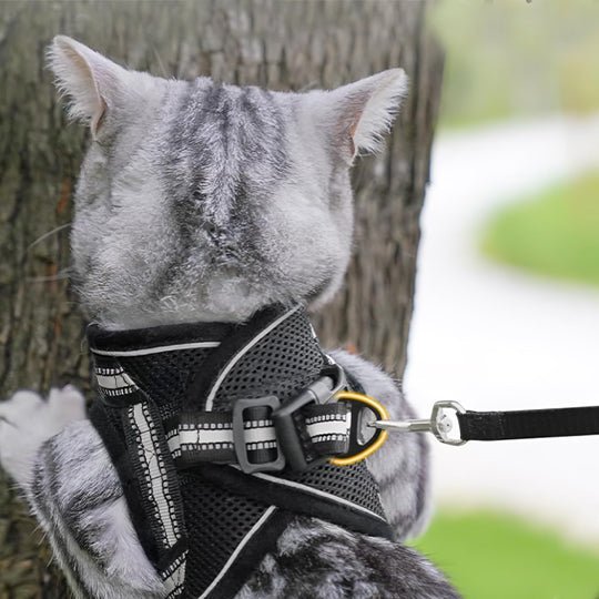 Harnais Chat | Hiky™ - Ambiance chat