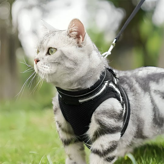 Harnais Chat | Hiky™ - Ambiance chat