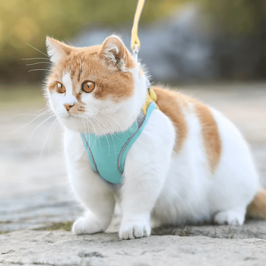 Harnais chat | RideLeash™ - Ambiance chat