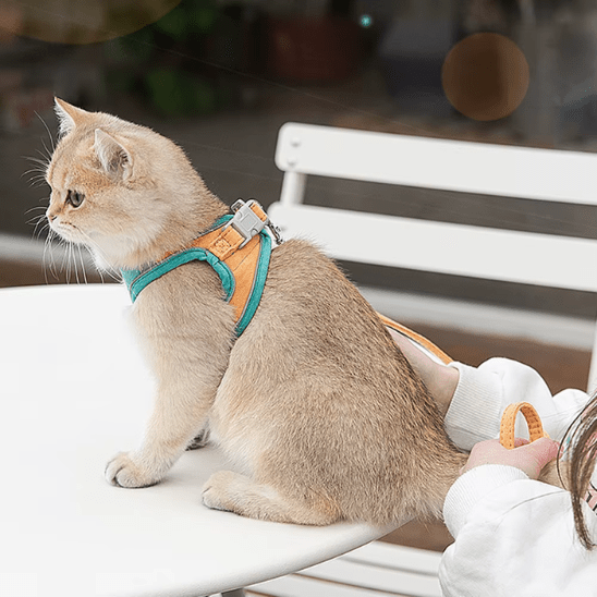 Harnais chat | RideLeash™ - Ambiance chat