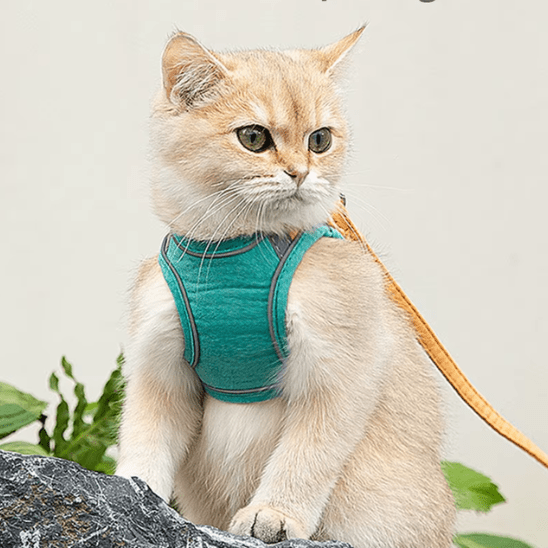 Harnais chat | RideLeash™ - Ambiance chat