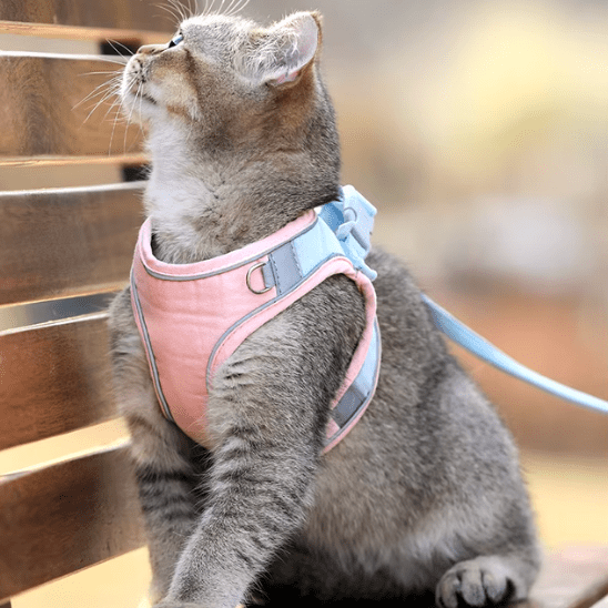 Harnais chat | RideLeash™ - Ambiance chat