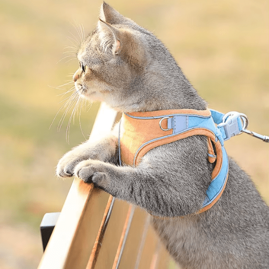 Harnais chat | RideLeash™ - Ambiance chat