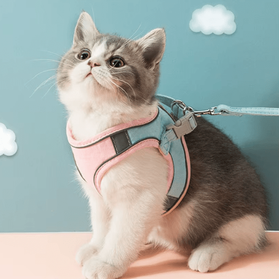 Harnais chat | RideLeash™ - Ambiance chat