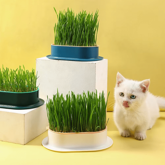 Herbe à Chat | GrassBox™ - Ambiance chat