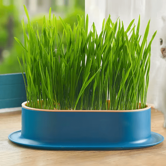 Herbe à Chat | GrassBox™ - Ambiance chat