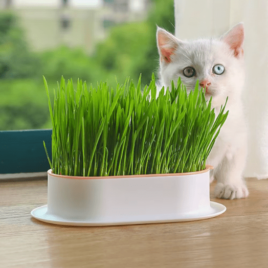 Herbe à Chat | GrassBox™ - Ambiance chat