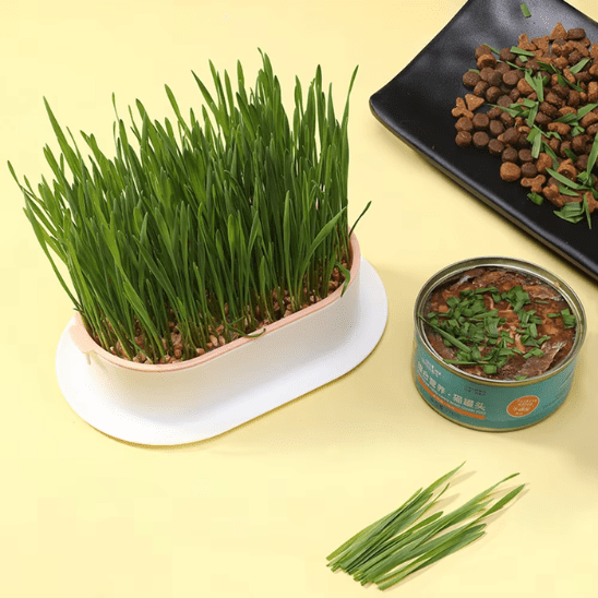 Herbe à Chat | GrassBox™ - Ambiance chat