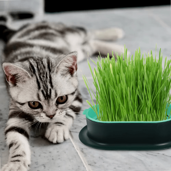 Herbe à Chat | GrassBox™ - Ambiance chat