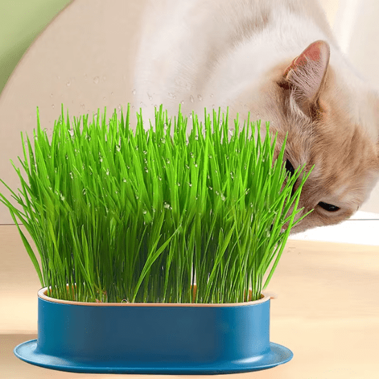 Herbe à Chat | GrassBox™ - Ambiance chat