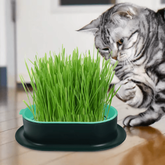 Herbe à Chat | GrassBox™ - Ambiance chat