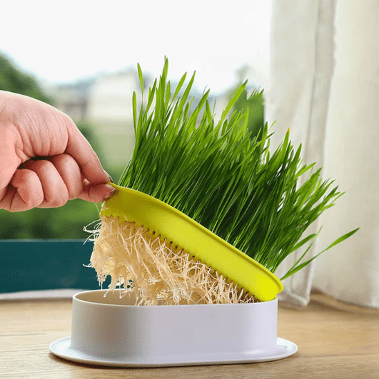 Herbe à Chat | GrassBox™ - Ambiance chat