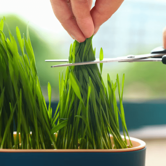 Herbe à Chat | GrassBox™ - Ambiance chat
