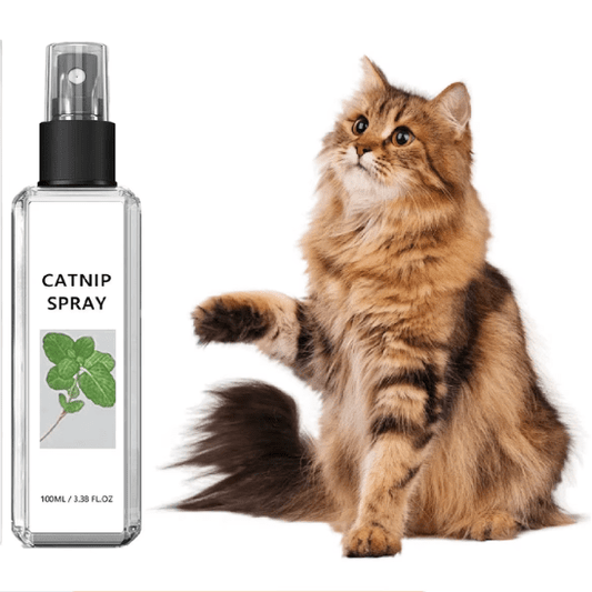 Herbe Ă  chat | Sofjoyâą - Ambiance chat