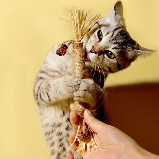 Jouet Pour Chat | Styk™ - Ambiance chat