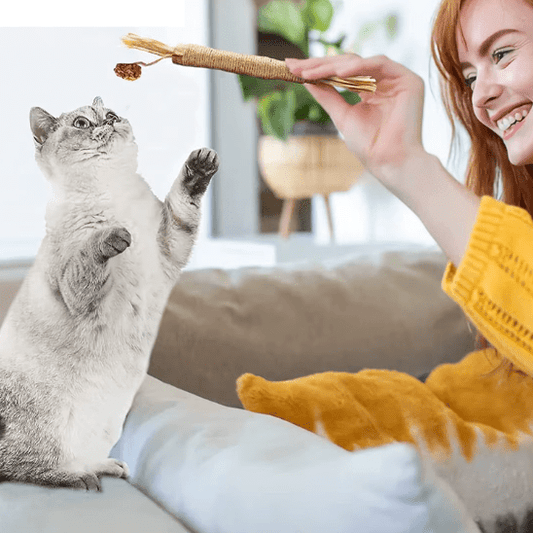 Jouet Pour Chat | Stykâą - Ambiance chat