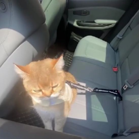 Laisse pour Chat | Karly™ - Ambiance chat