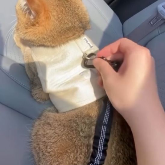 Laisse pour Chat | Karly™ - Ambiance chat