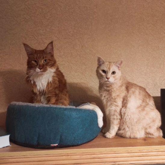 Niche Pour Chat | Poofy™