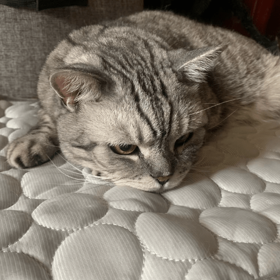 Tapis rafraichissant chat | Cooldy™ - Ambiance chat