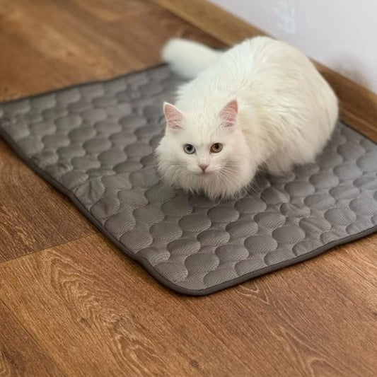 Tapis rafraichissant chat | Cooldy™ - Ambiance chat