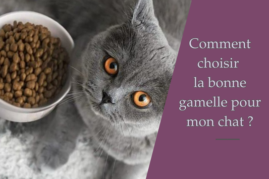 Comment choisir la bonne gamelle pour chat ?