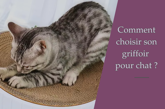 Comment choisir son griffoir pour chat ?