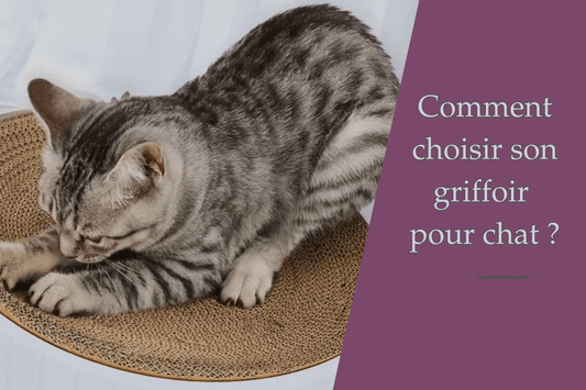 Comment choisir son griffoir pour chat ? - Ambiance chat