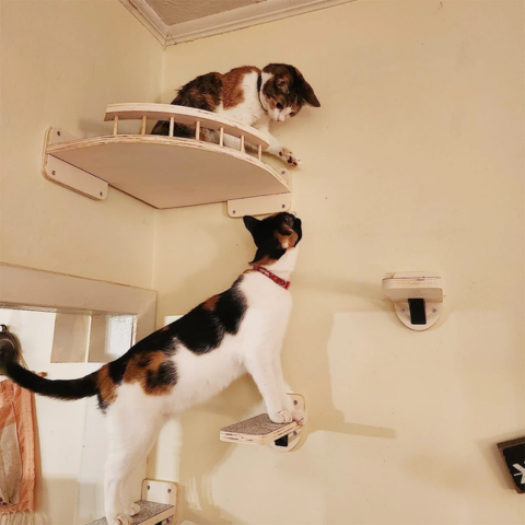 Jouet pour chat | FunWall™