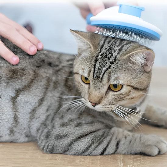 Brosse pour chat | Easyclean™