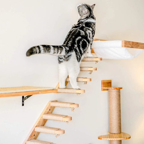 Jouet pour chat | FunWall™